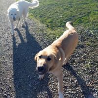 Chiots croisés patou / malinois #5