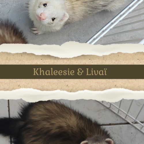 Pré-réservation #5