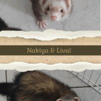 Pré-réservation #4