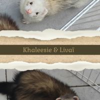 Pré-réservation #5