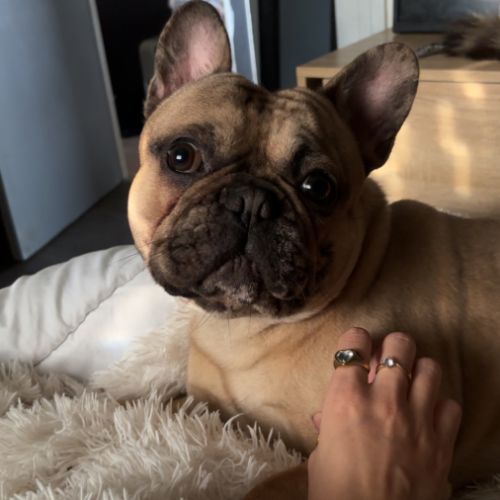 Saillie bouledogue français #1