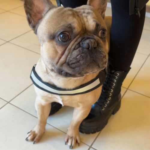 Saillie bouledogue français #0