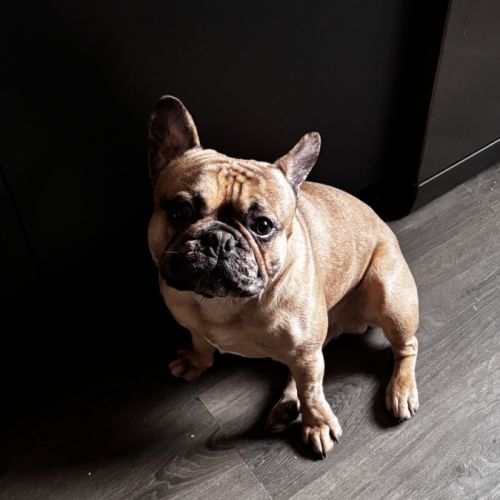 Saillie bouledogue français #4