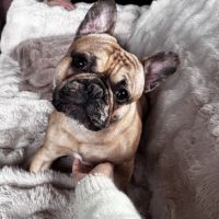 Saillie bouledogue français #3