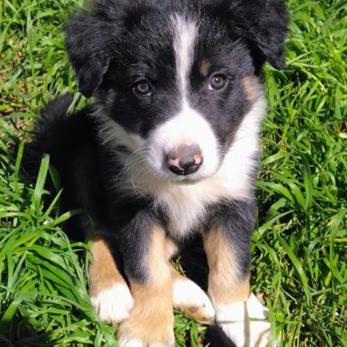 Chiot border collie lof troupeau
