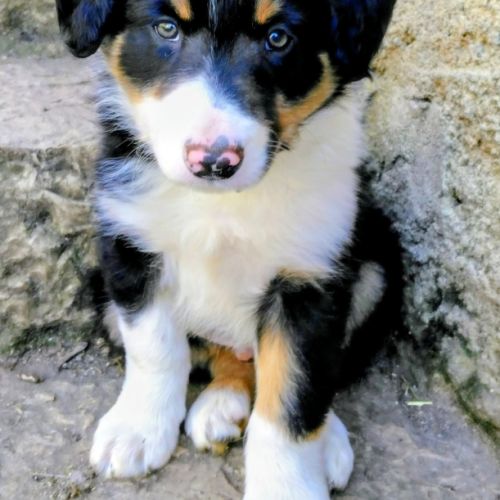 Chiots border collie lof troupeau