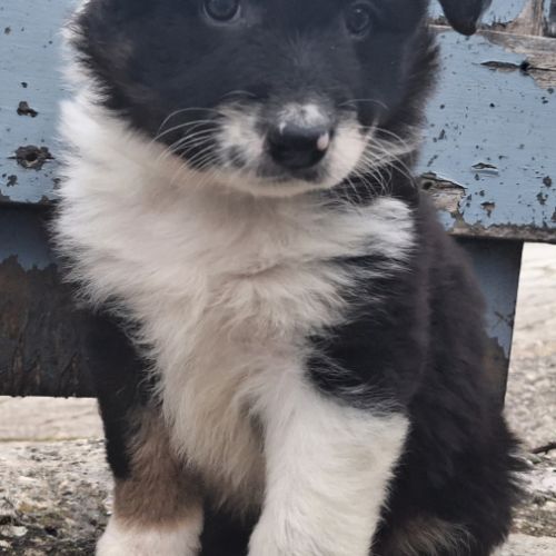 Chiots border collie lof troupeau #4