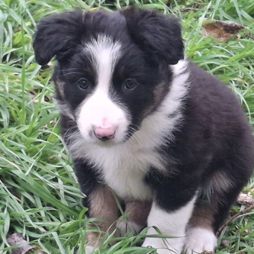 Chiots border collie lof troupeau #5