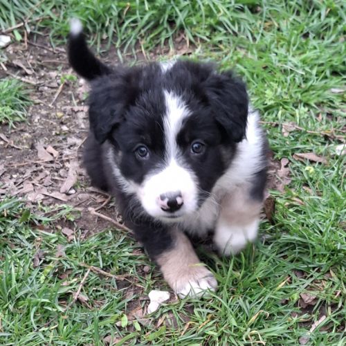 Chiots border collie lof troupeau #6