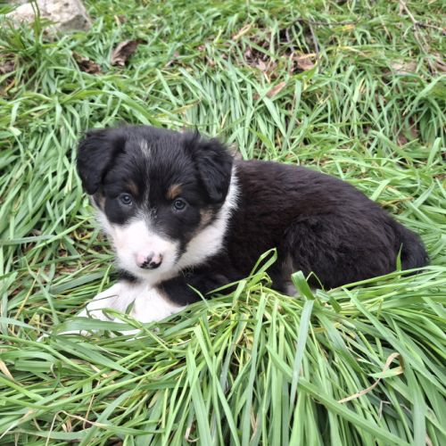 Chiots border collie lof troupeau #7