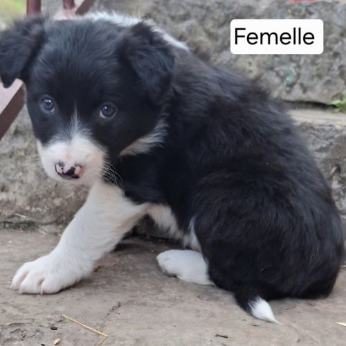 Chiots border collie lof troupeau #9