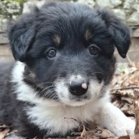 Chiots border collie lof troupeau