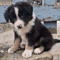 Chiots border collie lof troupeau #2
