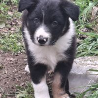 Chiots border collie lof troupeau #3