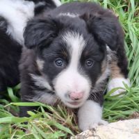 Chiots border collie lof troupeau #8