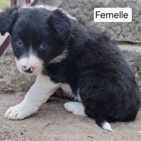 Chiots border collie lof troupeau #9