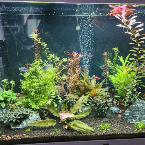 Vends poissons avec plantes et aquarium 100 l #0
