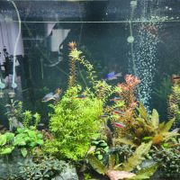 Vends poissons avec plantes et aquarium 100 l #1