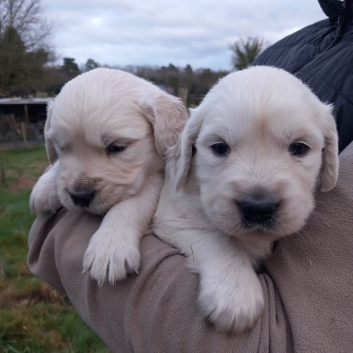 Chiots golden retriever #1