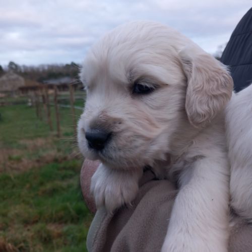 Chiots golden retriever #0