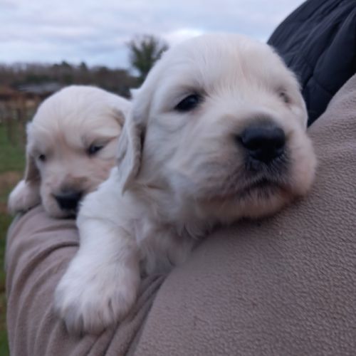 Chiots golden retriever #3