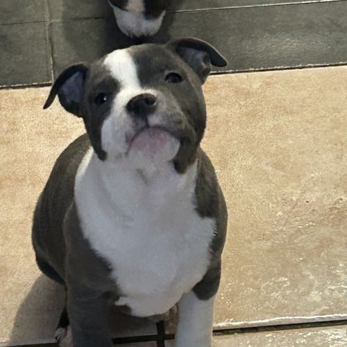 Chiots staffie lof #1