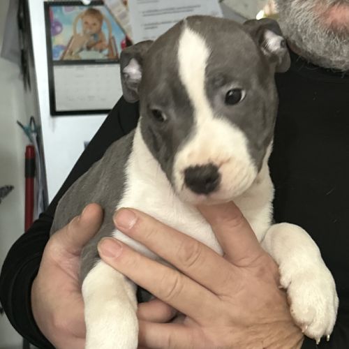 Chiots staffie lof #3