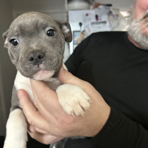 Chiots staffie lof #4