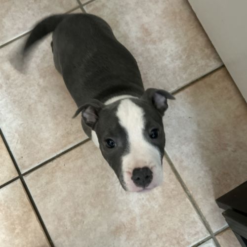 Chiots staffie lof #5