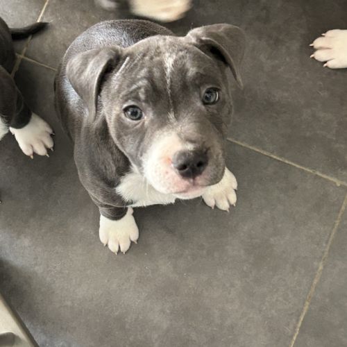 Chiots staffie lof #7