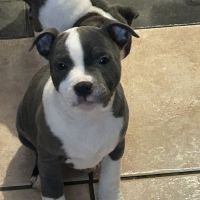 Chiots staffie lof #2