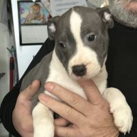 Chiots staffie lof #3