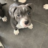 Chiots staffie lof #7