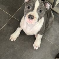 Chiots staffie lof #8