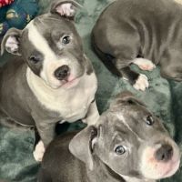 Chiots staffie lof #9