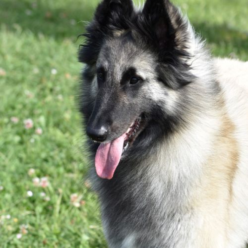 Chiots berger belge tervueren #1