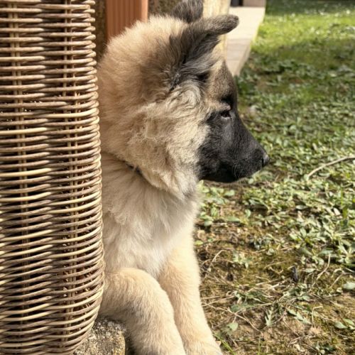 Chiots berger belge tervueren #2