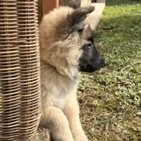 Chiots berger belge tervueren #2