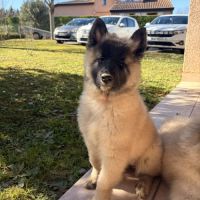 Chiots berger belge tervueren #0