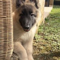 Chiots berger belge tervueren #4