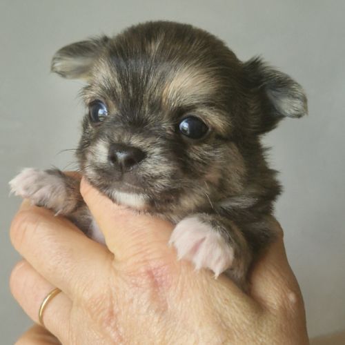 Magnifiques bébés chihuahua dépt 86 #1