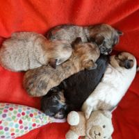 Magnifiques bébés chihuahua dépt 86 #3