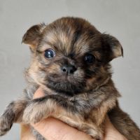 Magnifiques bébés chihuahua dépt 86