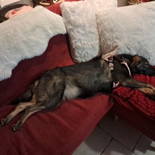 Pikka se trouve en famille d'accueil dans le 61 #1