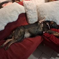 Pikka se trouve en famille d'accueil dans le 61 #1