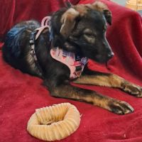 Pikka se trouve en famille d'accueil dans le 61 #0