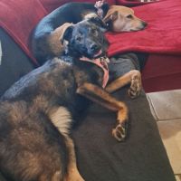 Pikka se trouve en famille d'accueil dans le 61 #3