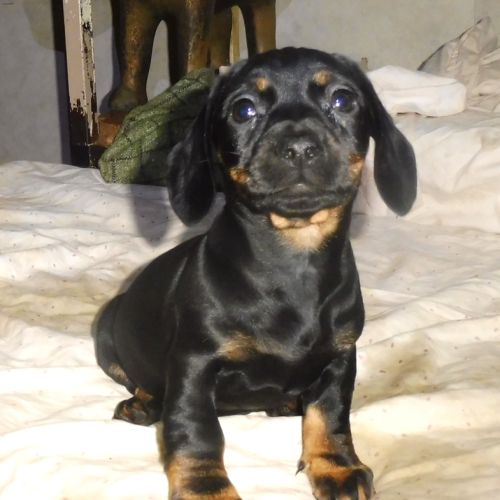 Splendide chiot teckel poils ras #0