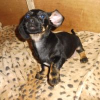 Splendide chiot teckel poils ras #2