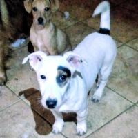 Adorables chiots jack russel
